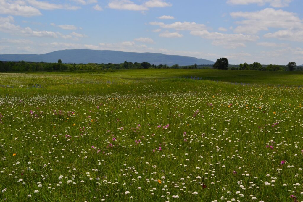 Bokoshe Prairie Photo Amy Buthod