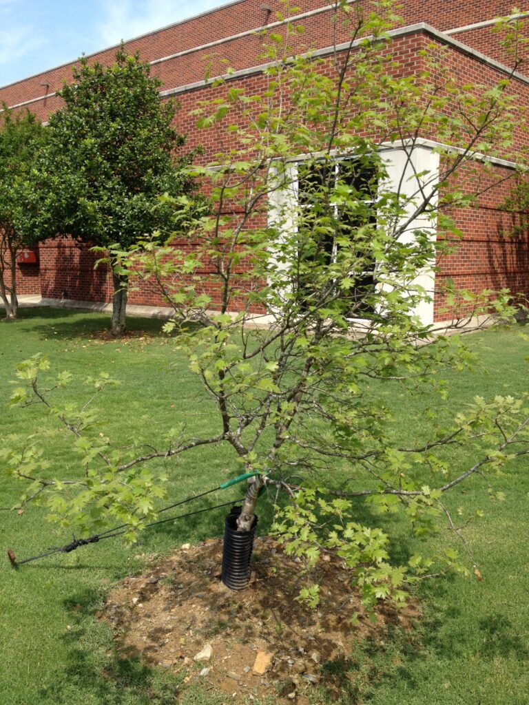 Maple-leaf oak planted on the campus of Hendrix College, in honor of Tom Clark. Photo: Ples Spradley