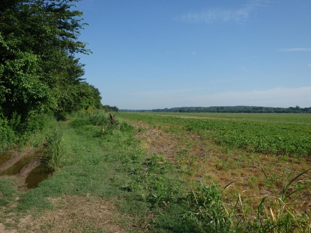 Soybeans have replaced cane