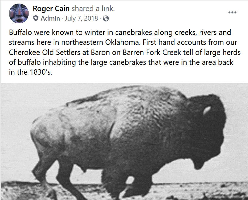 image of buffalo re eating Cane