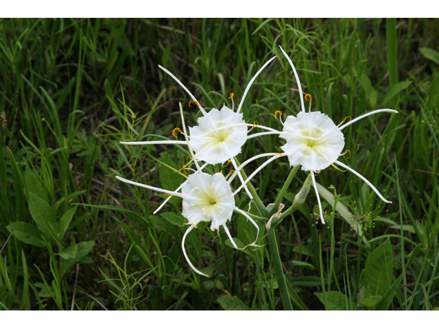 Spring spiderlily