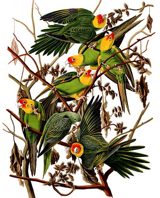 Audubon_Carolina_Parakeets