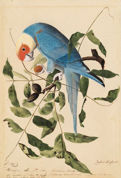 Conuropsis carolinensis ludovicianus. Illustration: John James Audubon