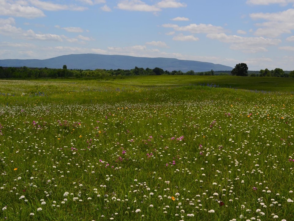 Bokoshe Prairie cropped