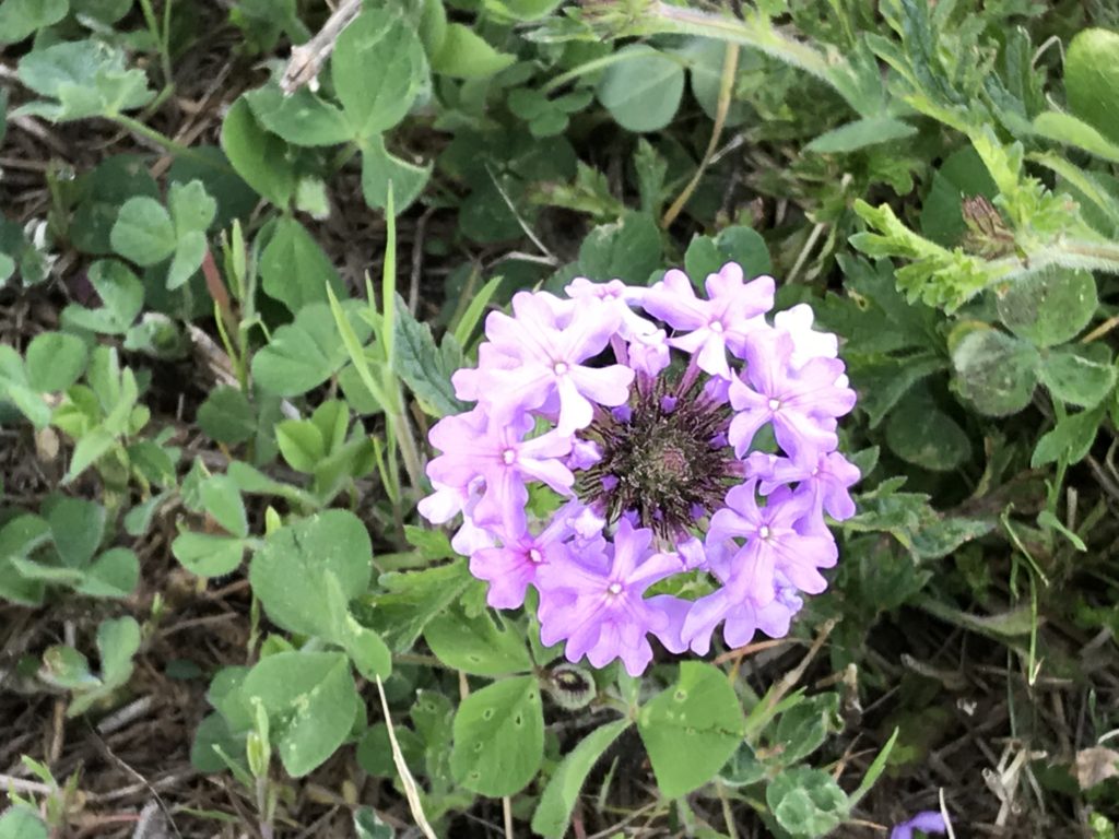 rose verbena close up