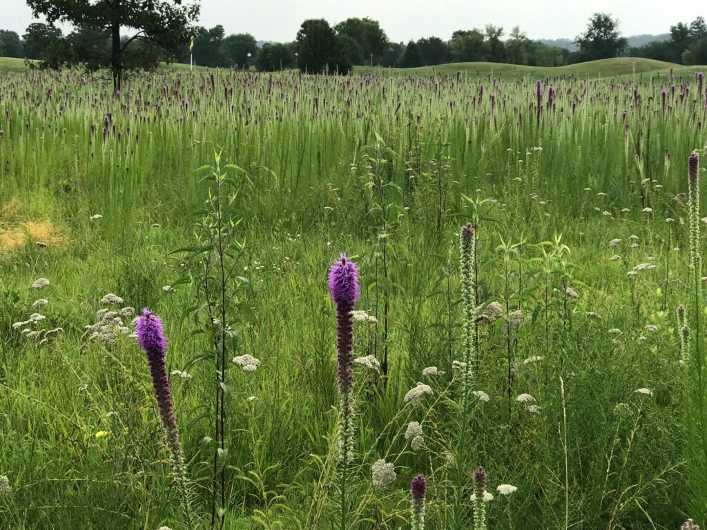 gayfeathers coming into bloom at Ben Geren