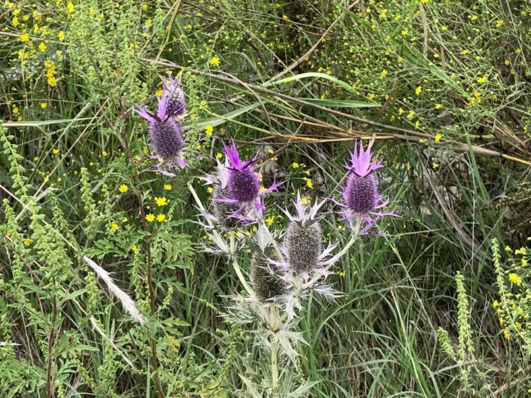 purple flower - Leavenworth Eryngium