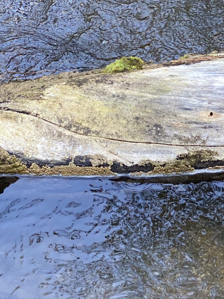 travertine forming on a fallen log