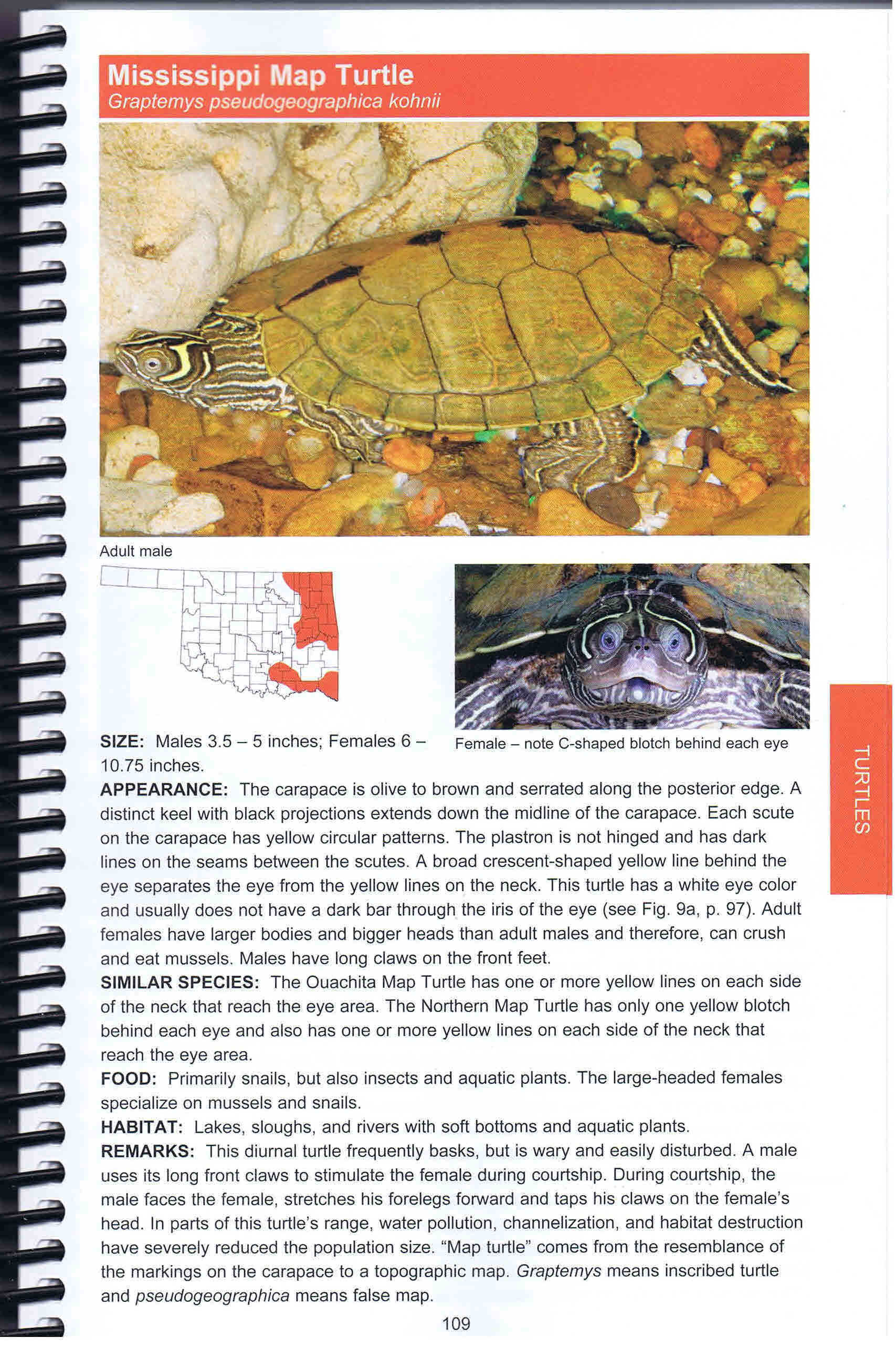 Map-turtle-page-from-reptile-guide-web