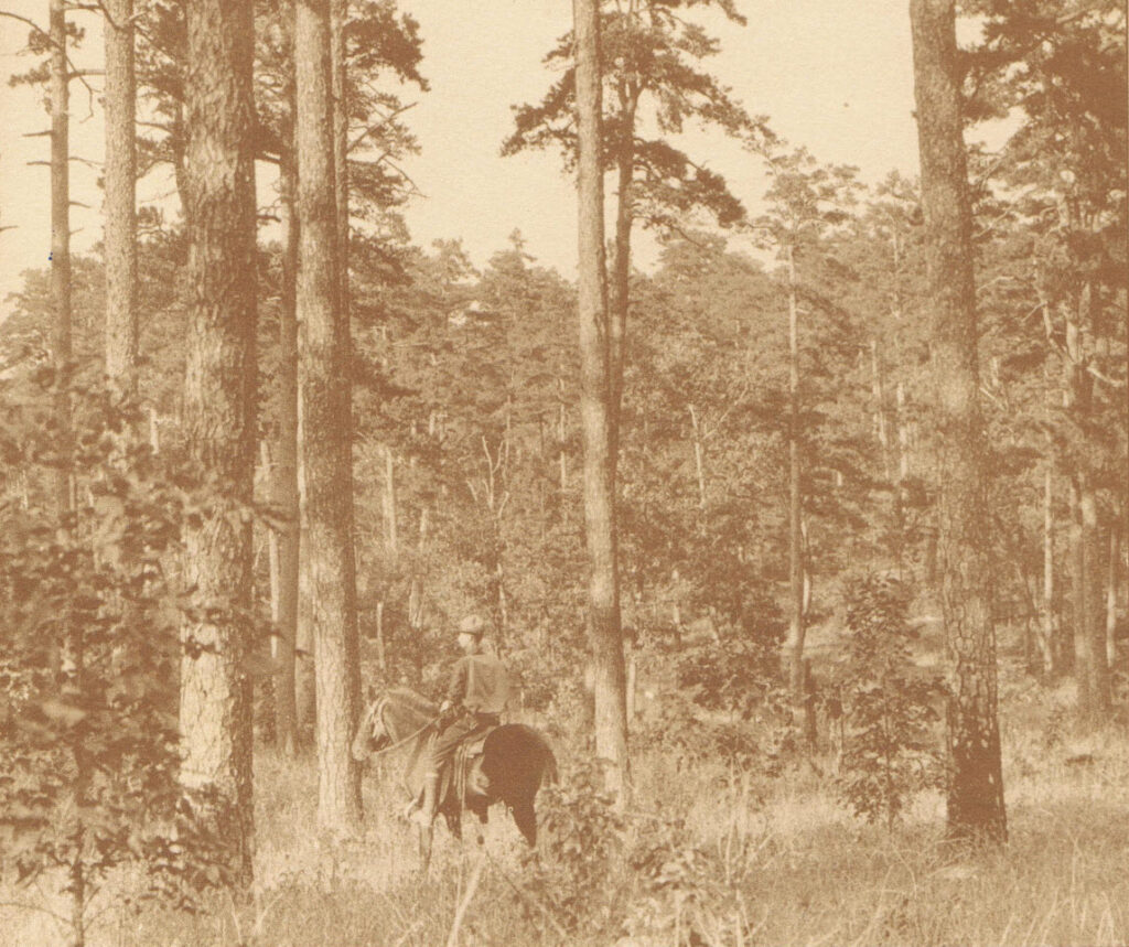 Ouachita forests open growth ca. 1920