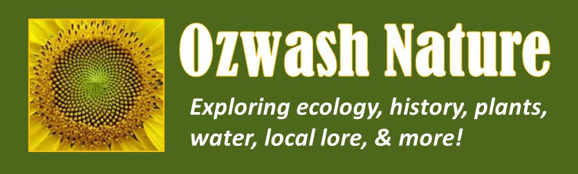 Ozwash Nature