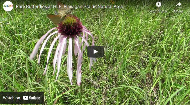 Pale purple coneflower still from video