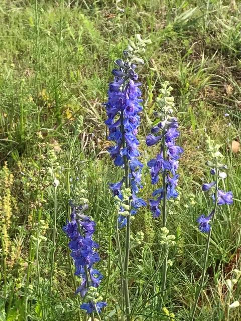 delphinium