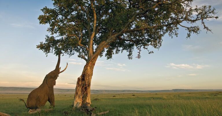 elephant-eating-from-a-tree