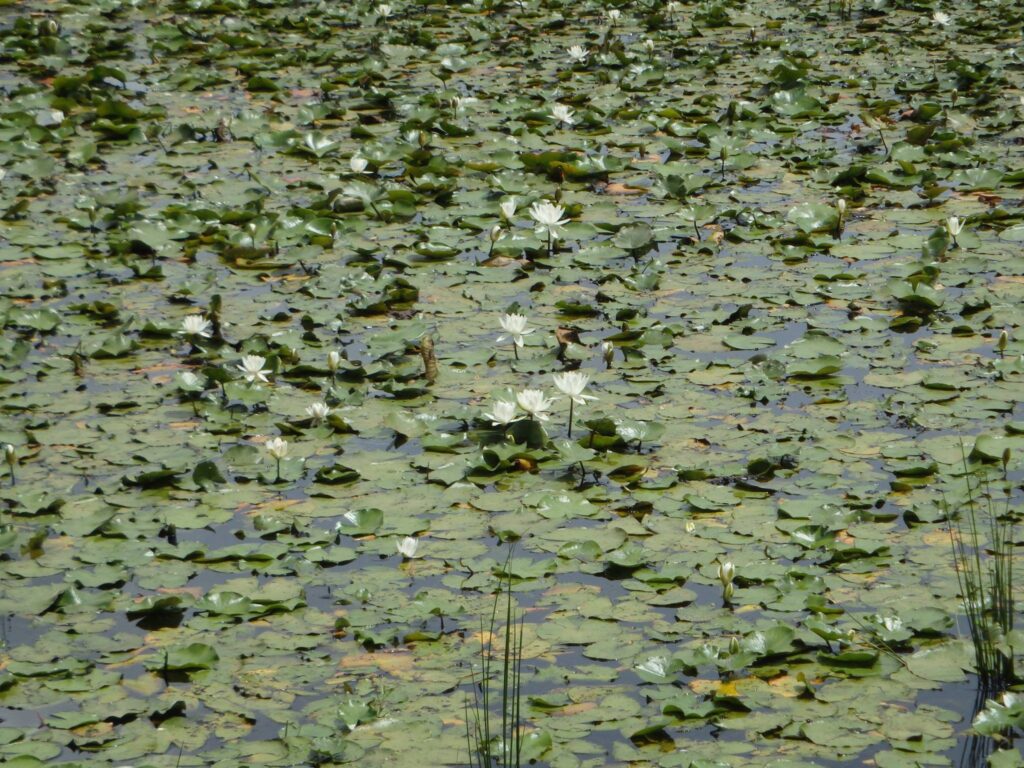 fragrant white waterlily