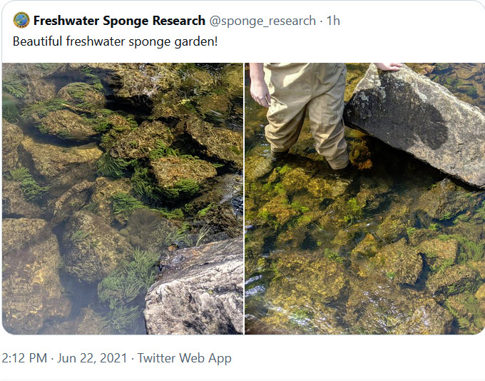 freshwater-sponge-garden-3