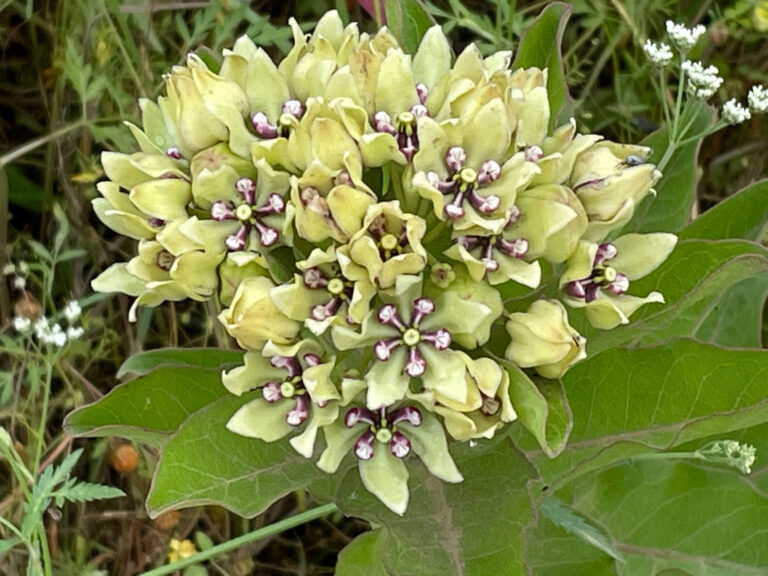 green-milkweed-close-up-