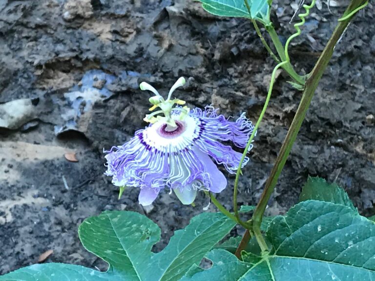 passion-flower