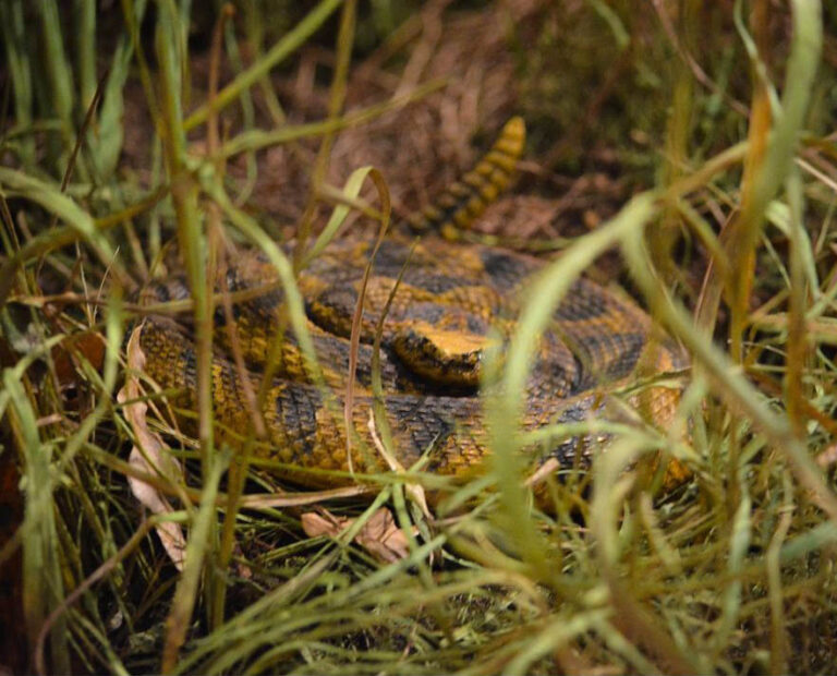 sinthullo-eastern-diamondback-1