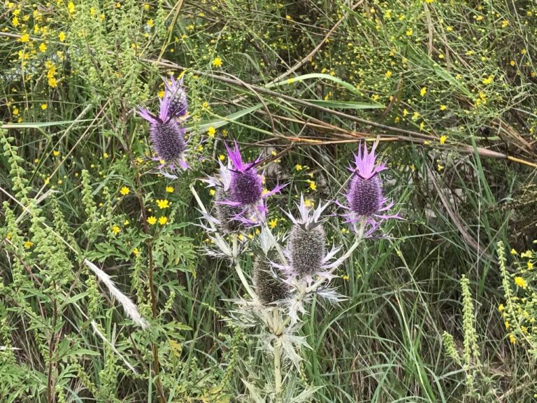 Leavenworth-eryngium-Red-River-valley