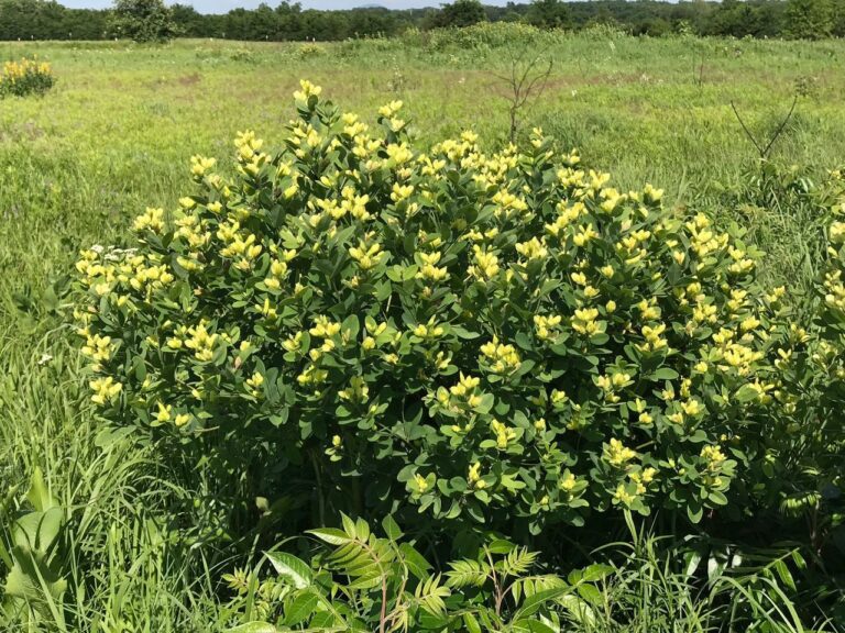 Nuttalls-wild-indigo-1