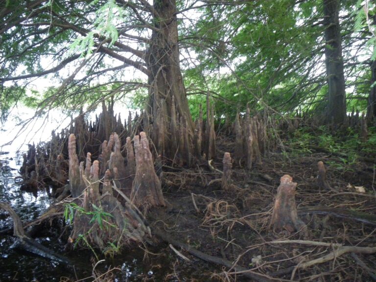 bald-cypress-Greenleaf-lake