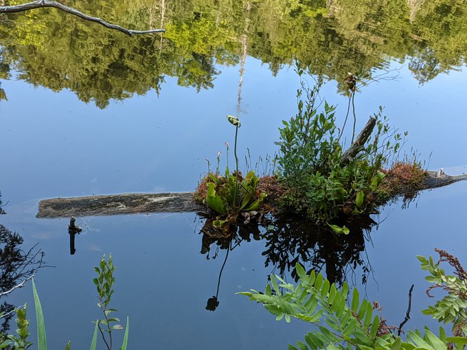 floating-log-photo-1-2021-07-19