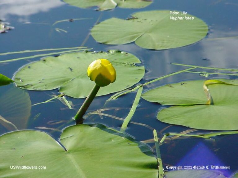 yellow-pond-lily