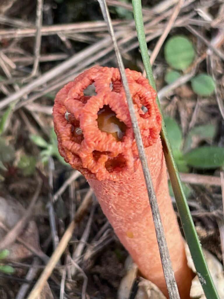amazing looking orange mushroom from stinkhorn group